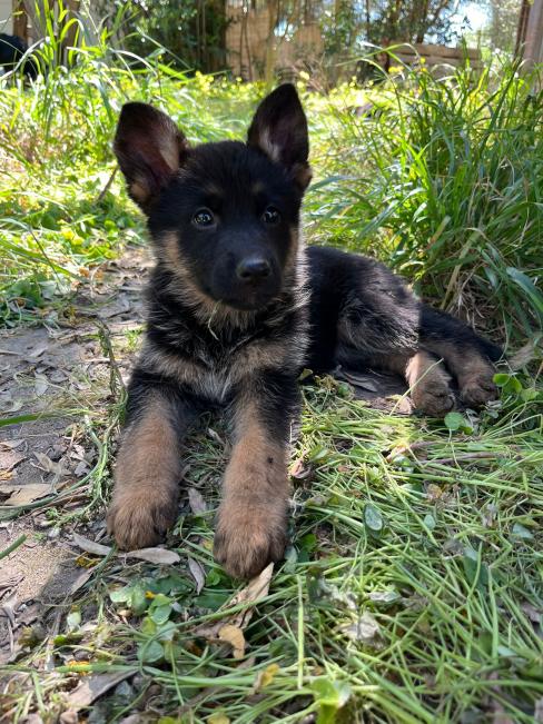 Pastore Tedesco cuccioli